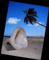 Wakatobi 